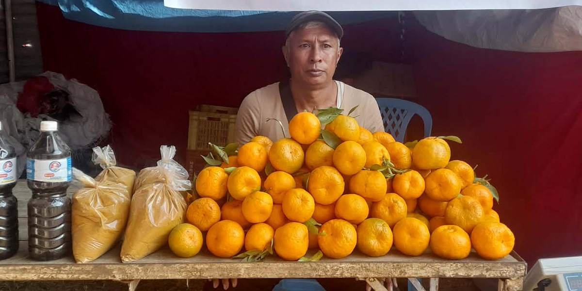 झाडी फाँडेर सुन्तलाखेती, गुरुङको वार्षिक आम्दानी लाखौँमा