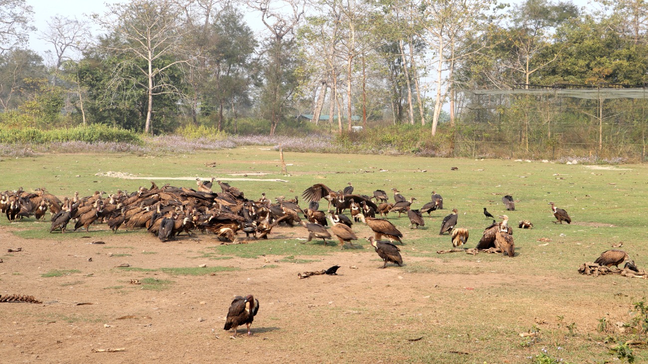 गिद्धैगिद्ध