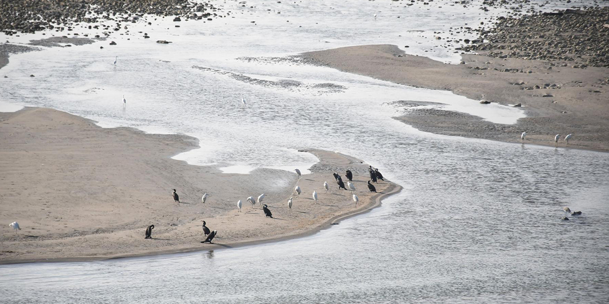 आहाराको खोजीमा चरा