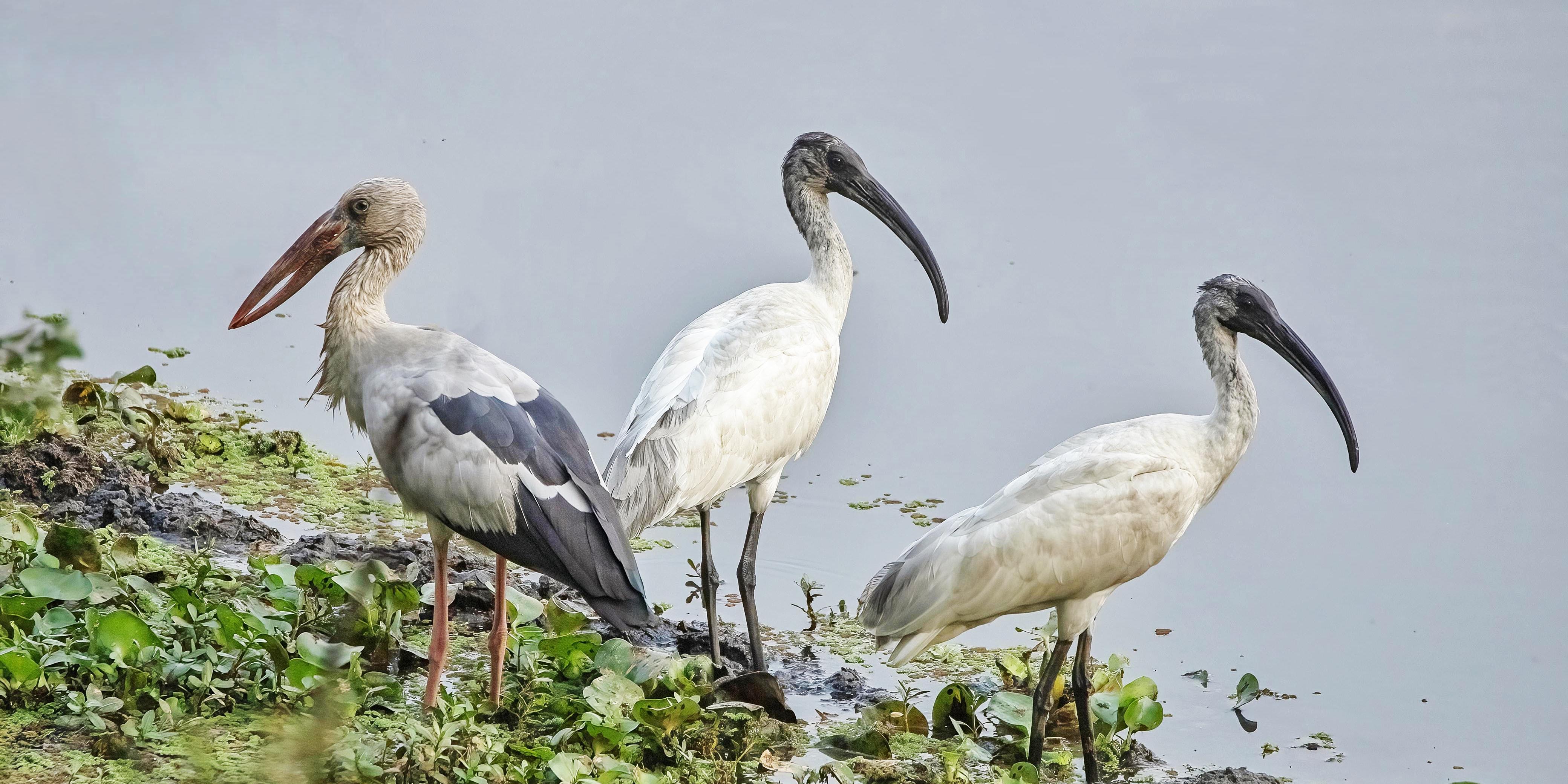 किन घटिरहेछ जलपक्षीको संख्या?