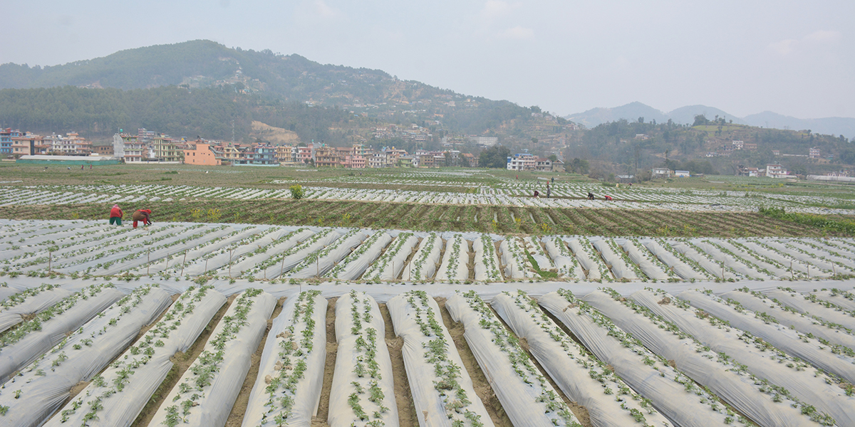 मल्चिङ विधिबाट गरिएको आलु खेती