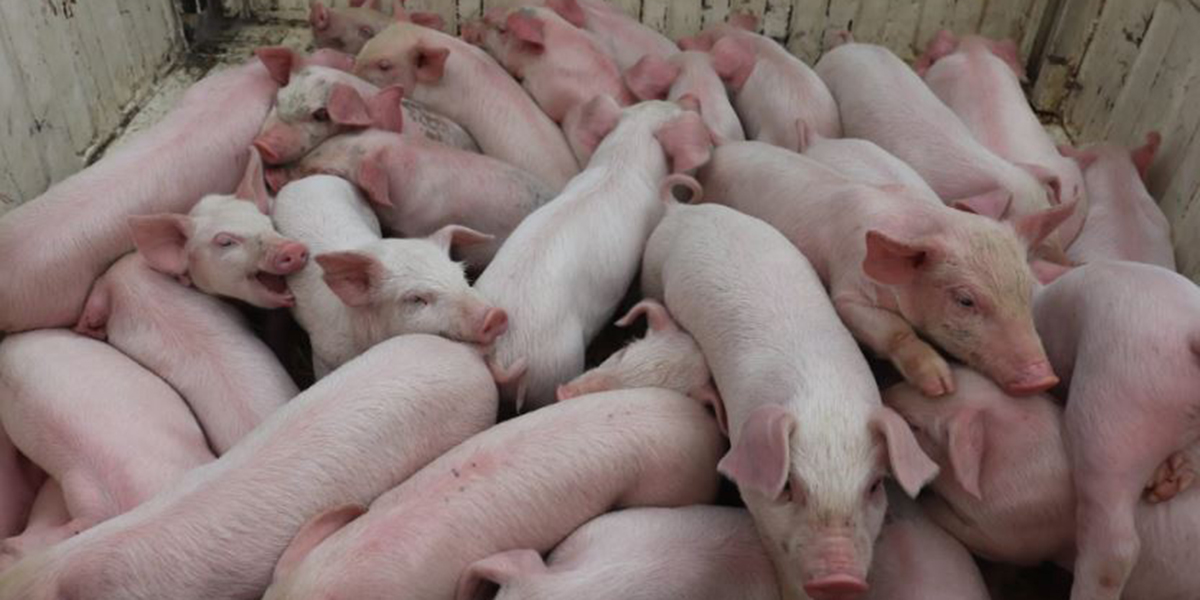 कैलाली-कञ्चनपुरमा बंगुरमा अफ्रिकन स्वाइन फिभर पुष्टि