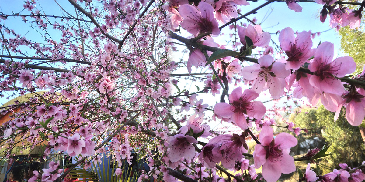 फुल्न थाल्यो आरु