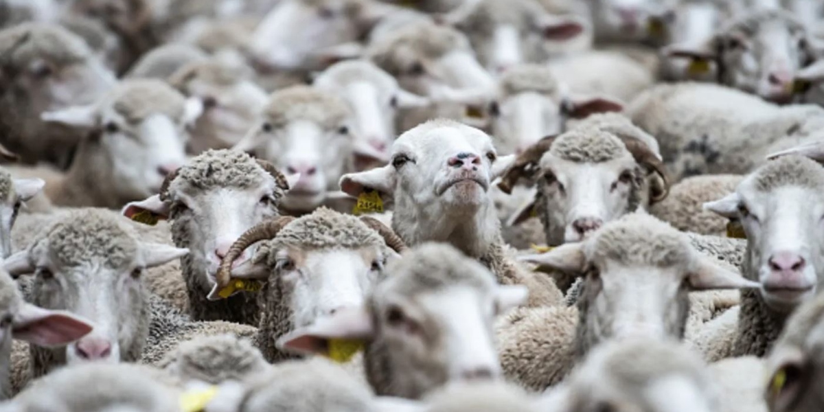 भेडा गन्न एआईको प्रयोग