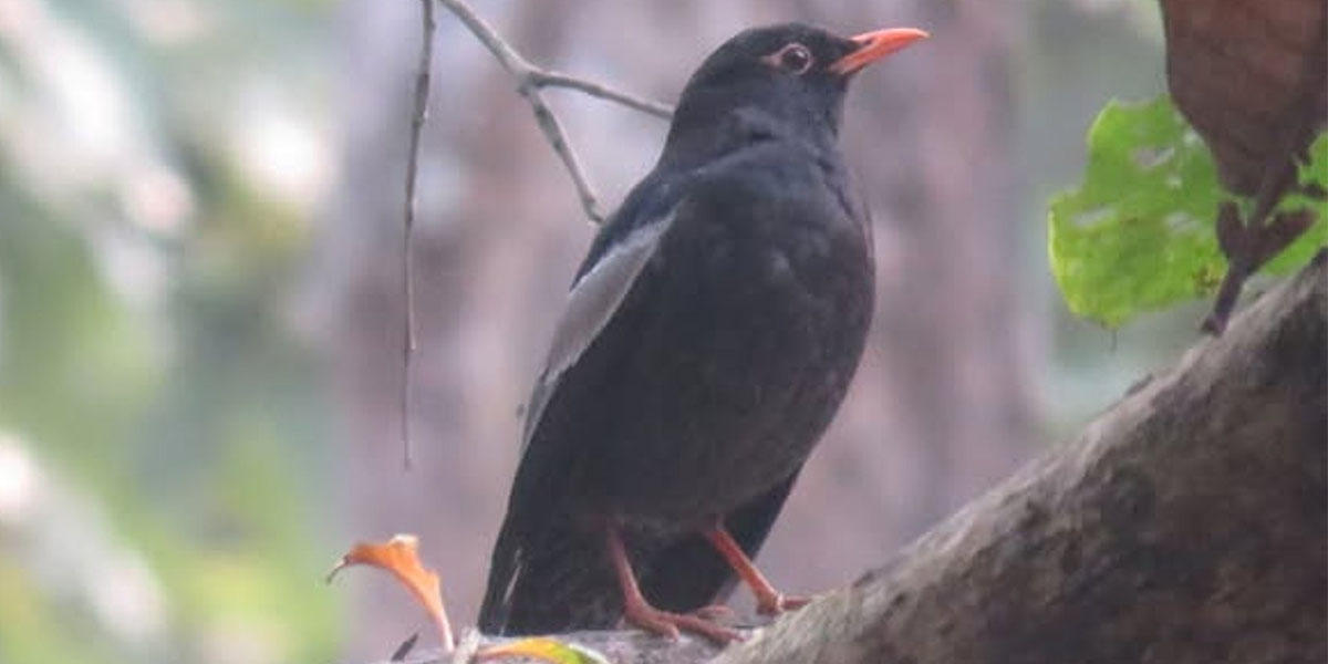 पहाडी वनको ‘मदना चाँचर’ शुक्लाफाँटामा देखियो