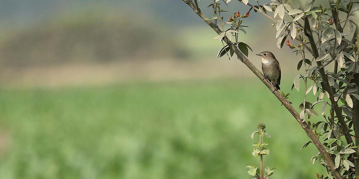 लालकण्ठे अर्जुनक चरा