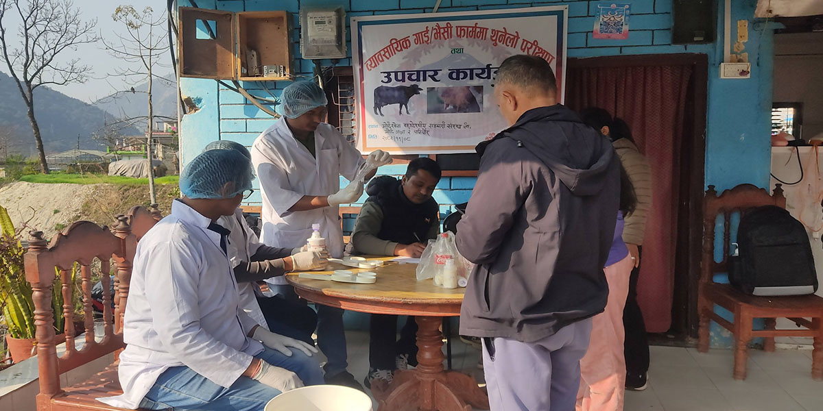गाईभैँसीमा थुनेलो रोग,पशु सेवा कार्यालयले थाल्यो परीक्षण
