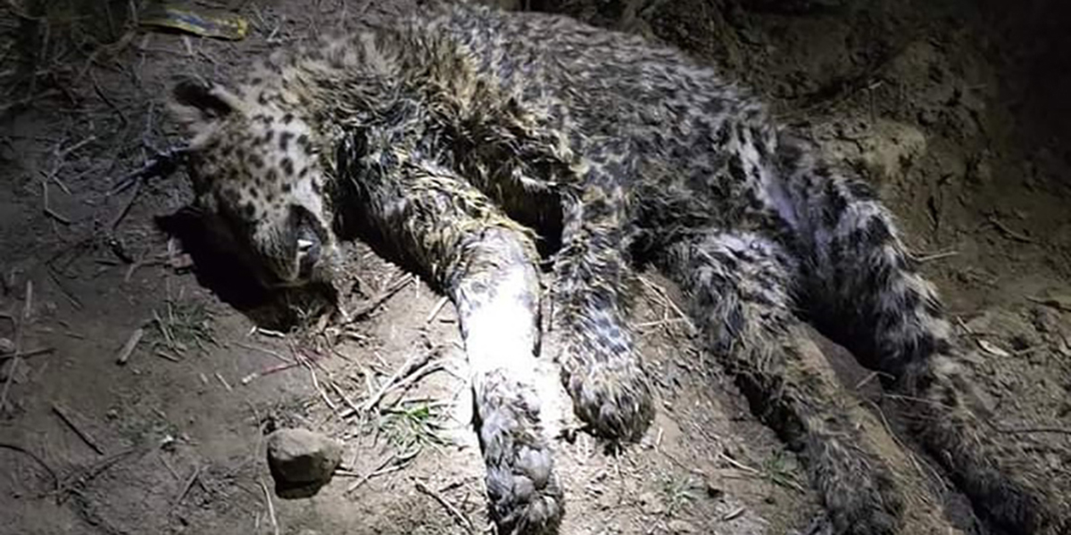 मकवानपुरको खोला किनारमा मरेको अवस्थामा भेटियो चितवा