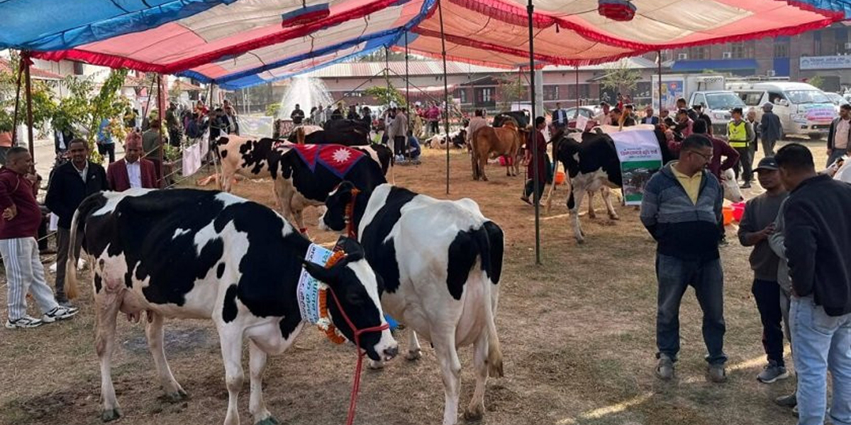 चितवनमा गाई प्रदर्शनी प्रतियोगिता, अर्जुन ढकालको गाई सर्वोत्कृष्ट