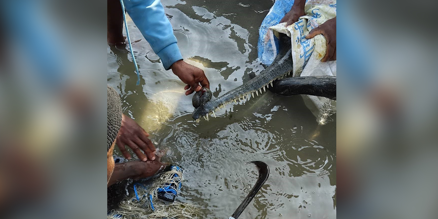 घडियाल गोहीको मुखमा तियारी जाल