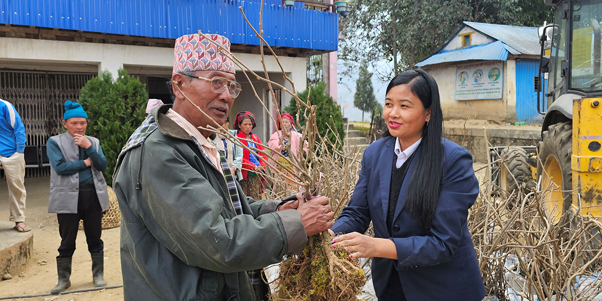 मैवाखोला गाउँपालिकाले बाँड्यो उन्नत जातका किबीका बिरुवा
