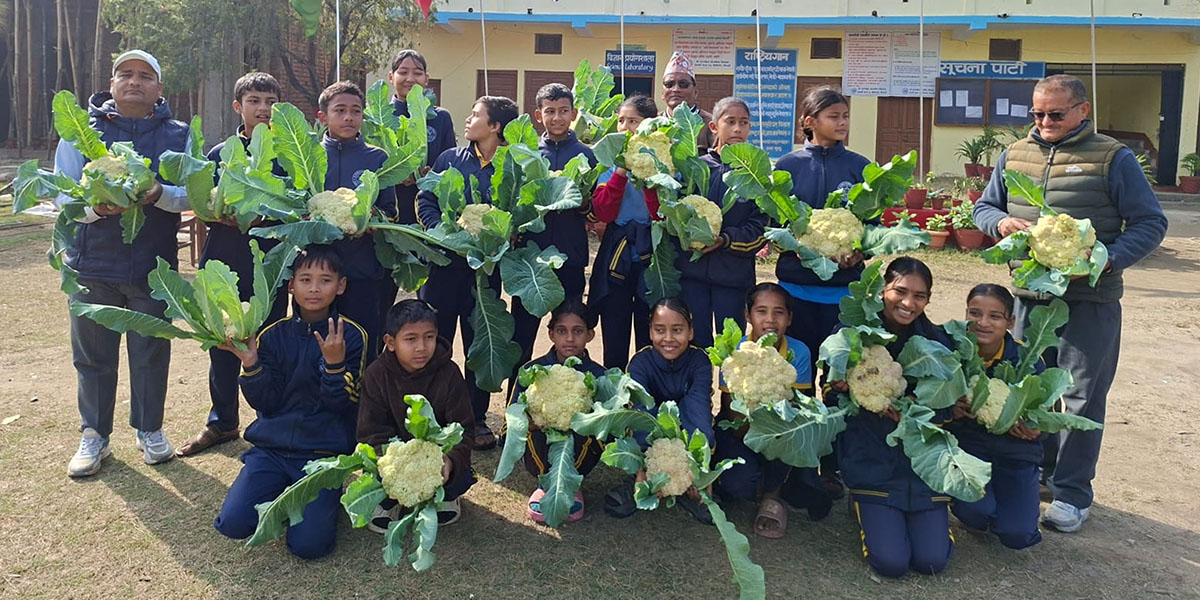विद्यार्थीले उत्पादन गरे काउली