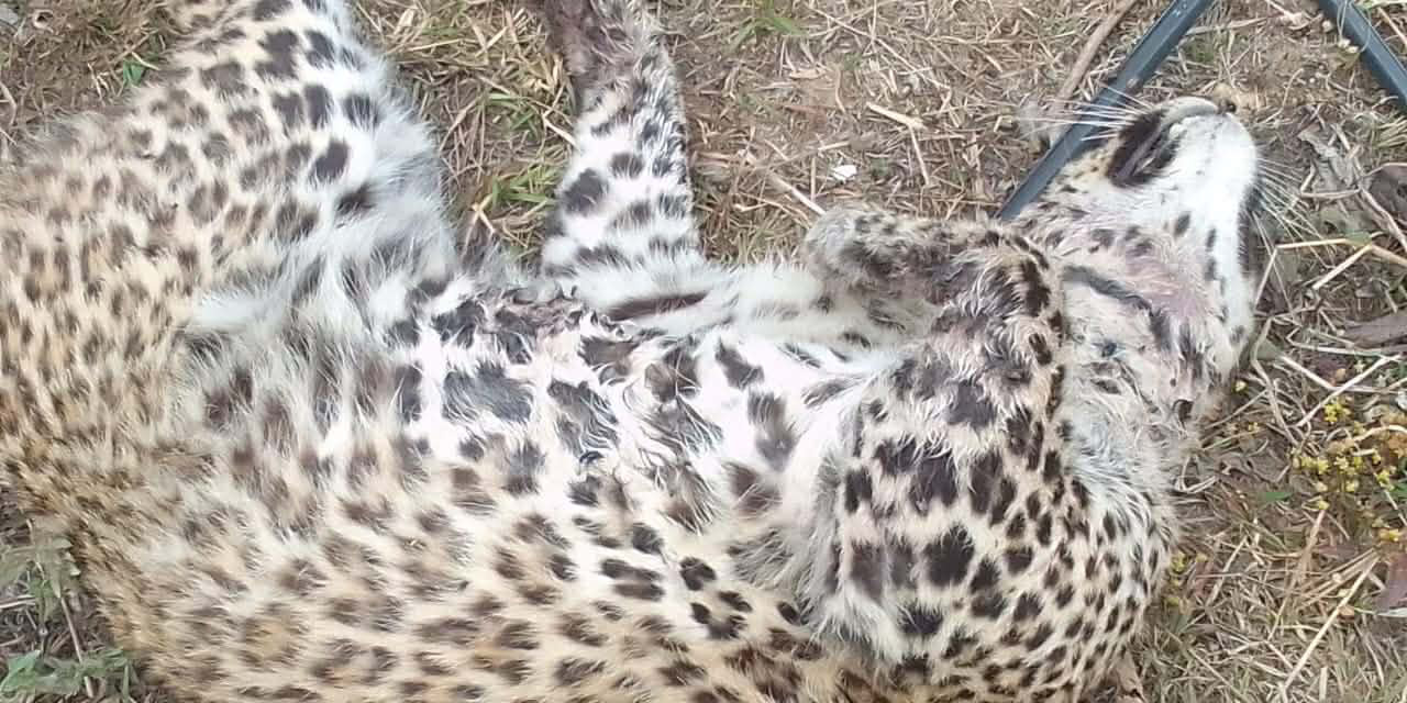 गोरखामा मृत भेटियो चितुवा