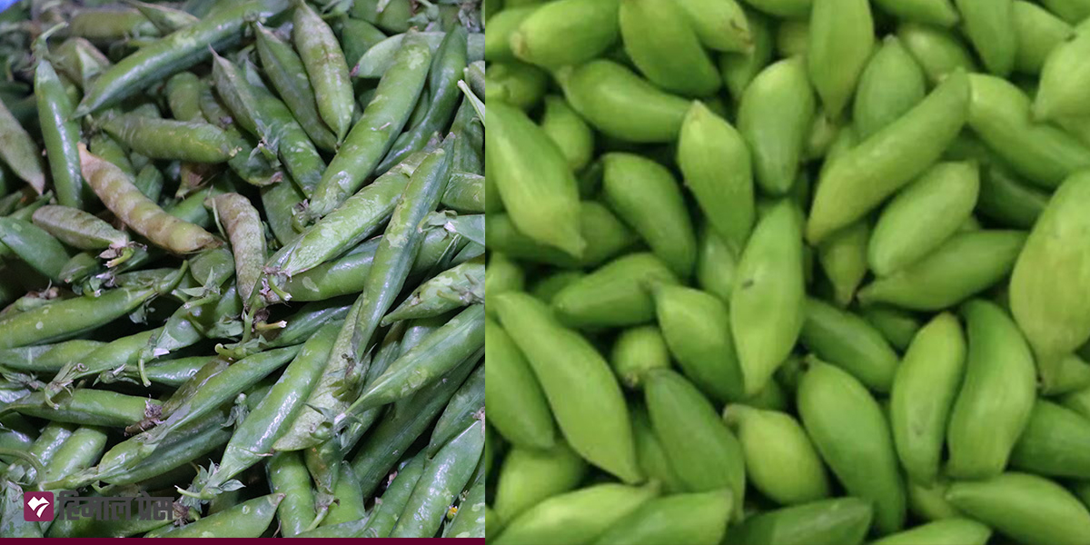 कालिमाटीमा तरकारीको मूल्य : मटरकोसा ७०, बरेला ६० [अरू कति?]