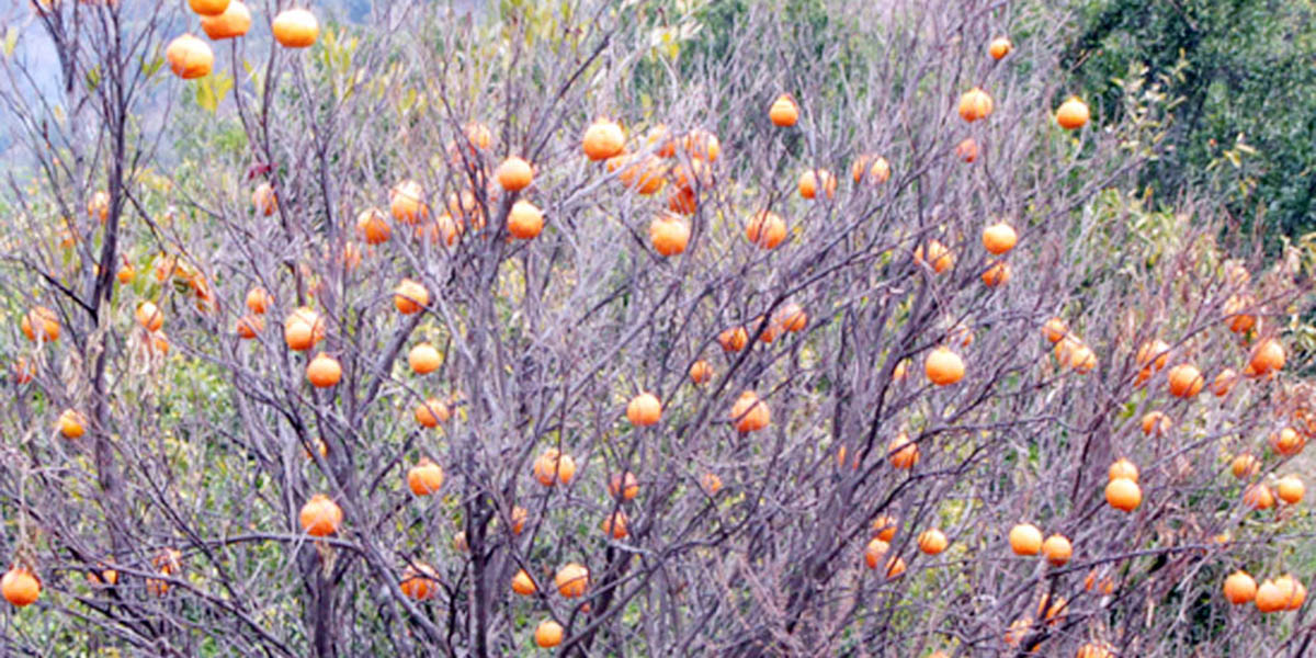 भोजपुरमा सुन्तलाको बोट सुकेर सखाप