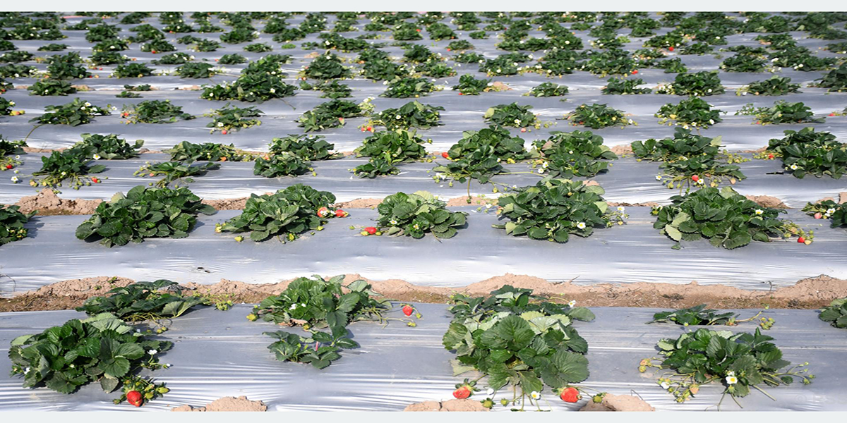 स्ट्रबेरीको लहर