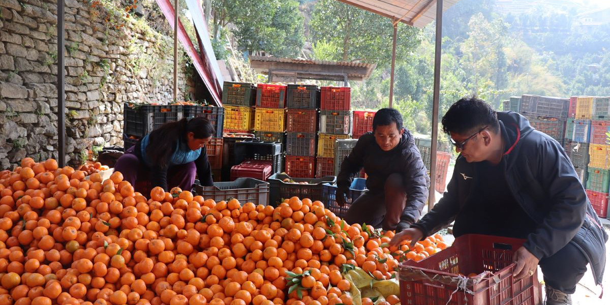 म्याग्दीका विकास श्रेष्ठले बेचे २० लाखको सुन्तला