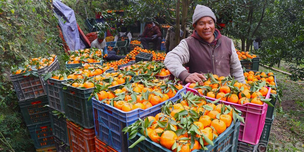 ४२ घरपरिवारले बचे दुई करोडको सुन्तला ब्यापार