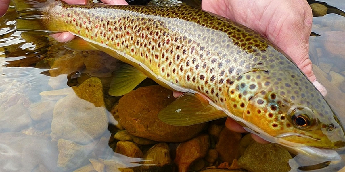 आँबुखैरेनीमा ट्राउट पालनको प्रारम्भिक परीक्षण