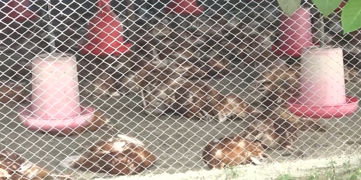 मोरङमा बर्ड फ्लुको जोखिम बढ्दै