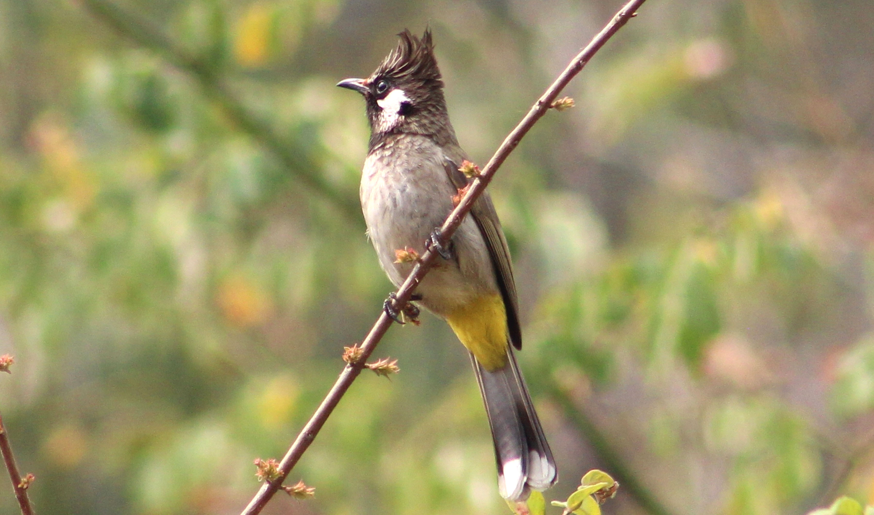 जुल्फे जुरेली