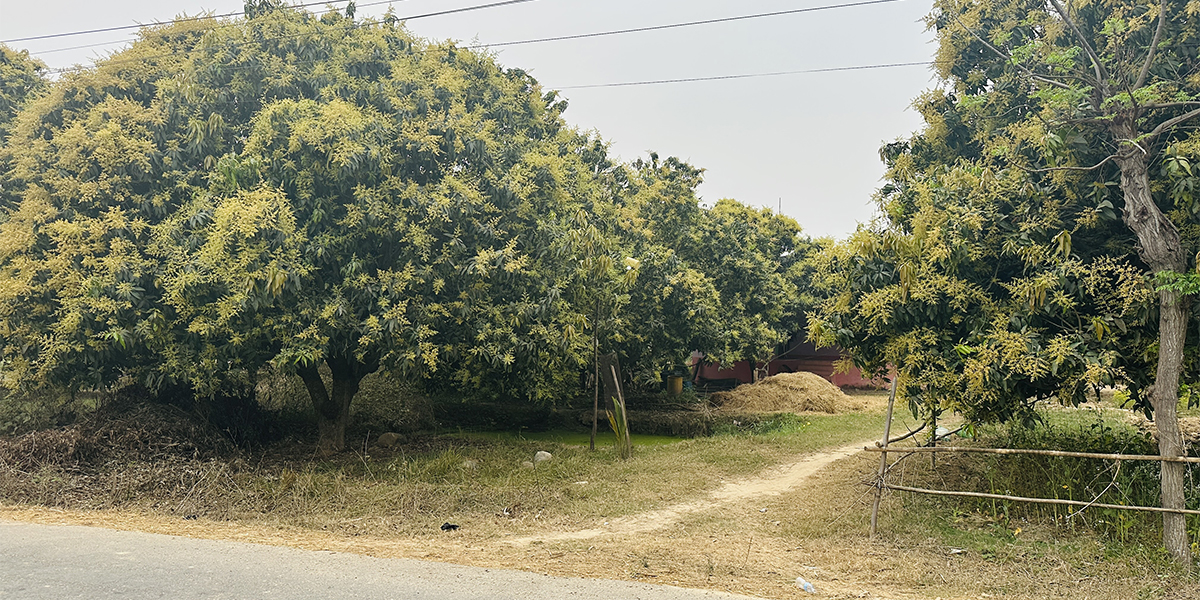 मञ्जरीले ढकमक्क आँपबगैँचा