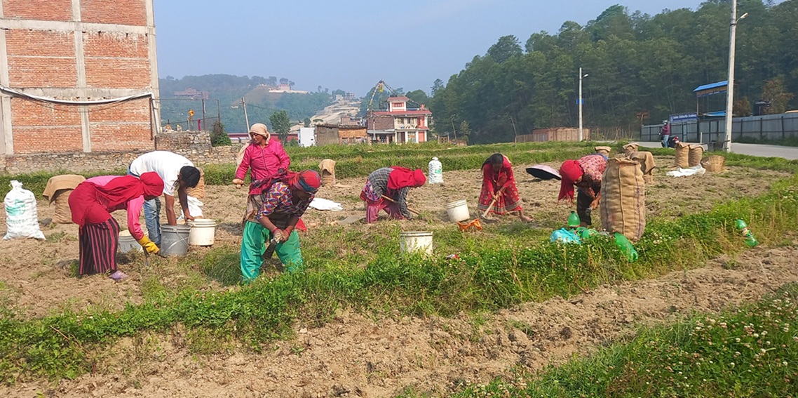 आलुको मूल्य प्रतिकिलो ७ रुपैयाँ!