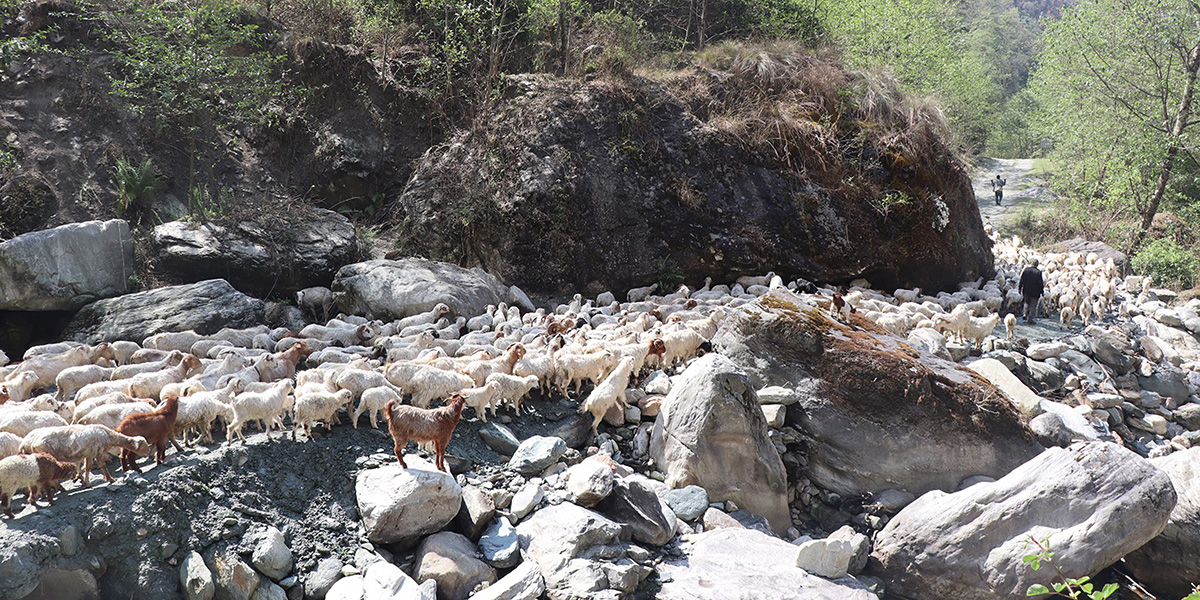 जंगलतर्फ भेडा