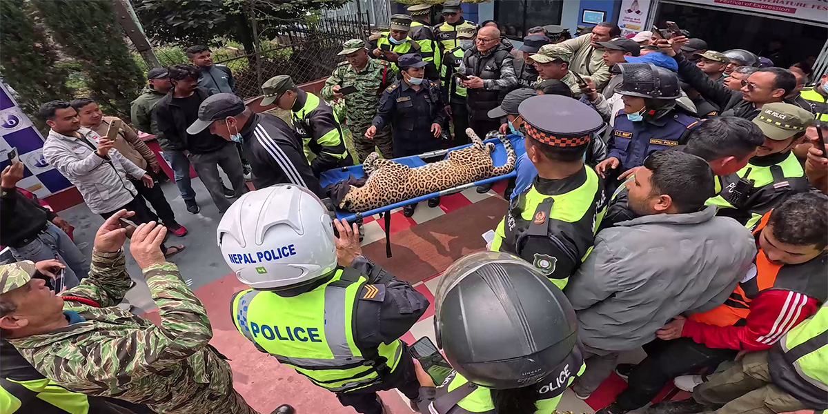 कुसुन्तीबाट चितुवाको उद्धार