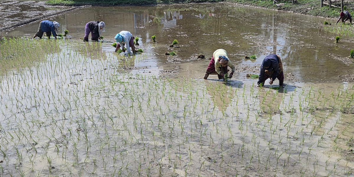 सुनसरीमा धमाधम रोपाइँ