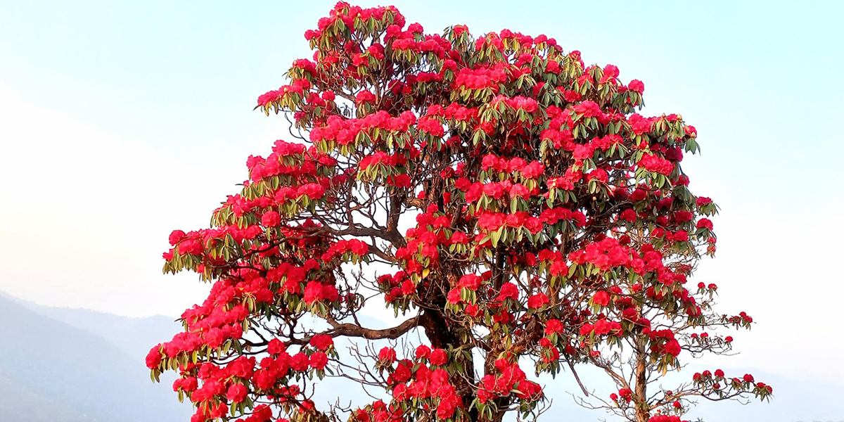 ढकमक्क लालीगुराँस