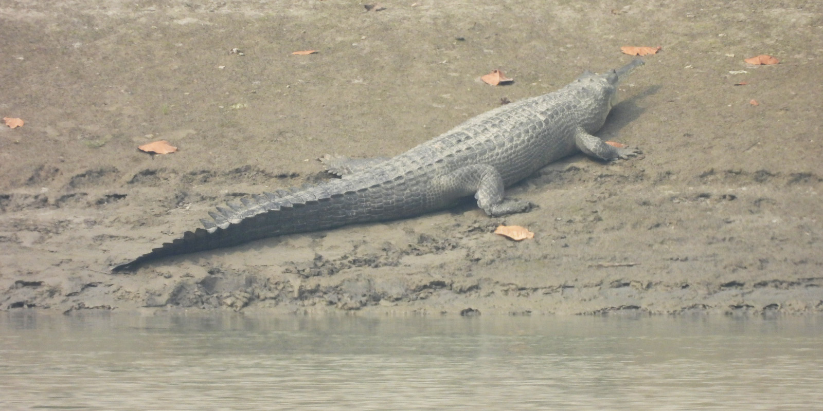 देवघाटमा देखियो घडियाल