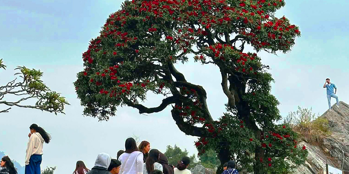 गुराँसले ढकमक्क रायराँयकोटमा बढ्यो पर्यटकको चहलपहल