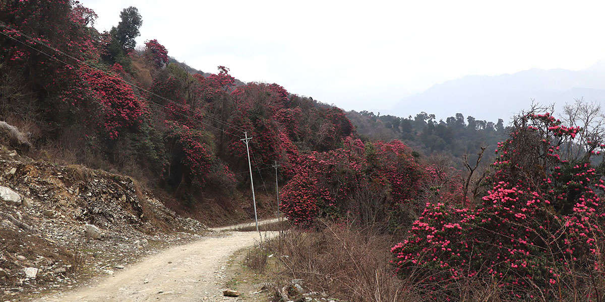 सडक छेउमा ढकमक्क लालीगुराँस