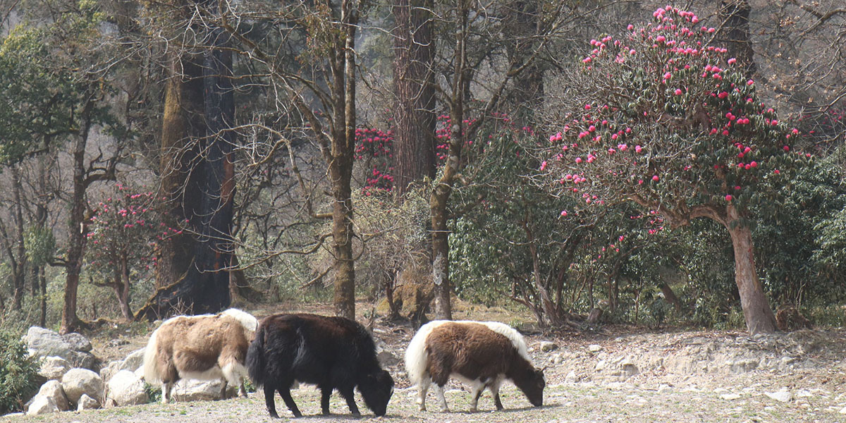 चर्दै गरेका चौँरी र ढकमक्क लालीगुराँस