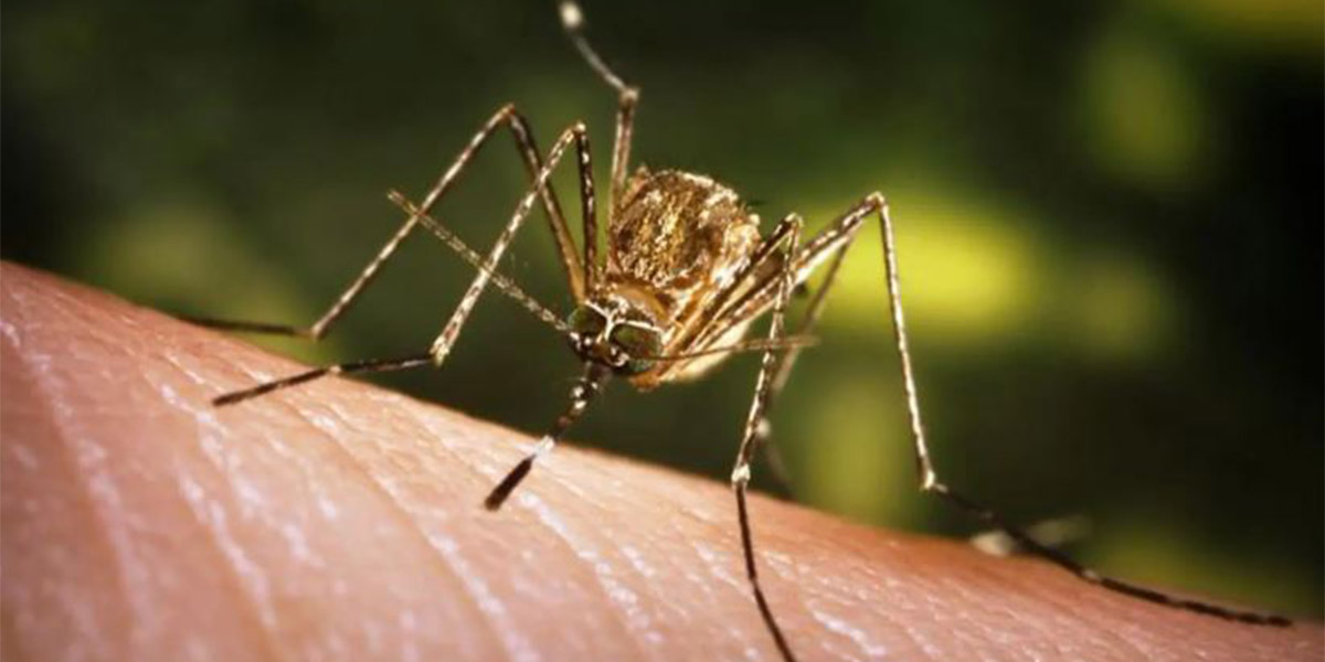 नवलपरासी पूर्वमा जापनिज इन्सेफलाइटिसविरुद्धको खोप एक लाख तीन हजार बढीलाई लगाइयो