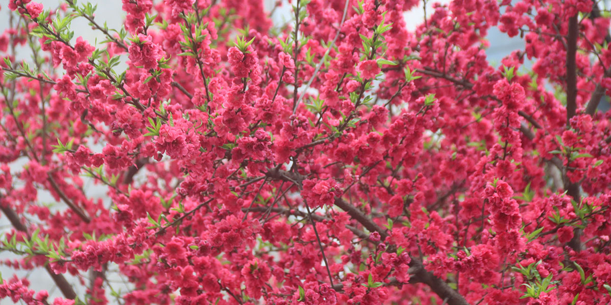 आरुको फूल