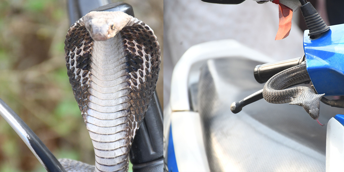 स्कुटीमा देखिएको विषालु गोमन सर्प