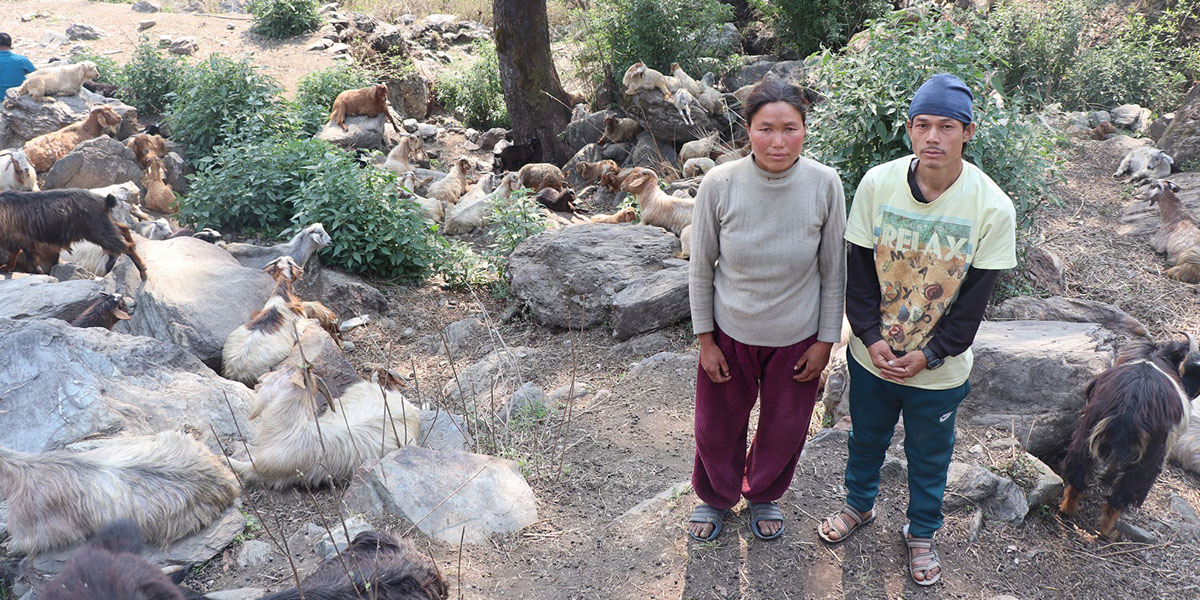 घुम्तीगोठमा बाख्रा पालेर आत्मनिर्भर बनेका भण्डारी दम्पती