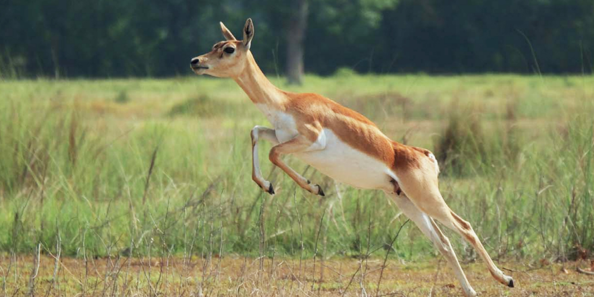 कृष्णसार वन्यजन्तु कि घरपालुवा?