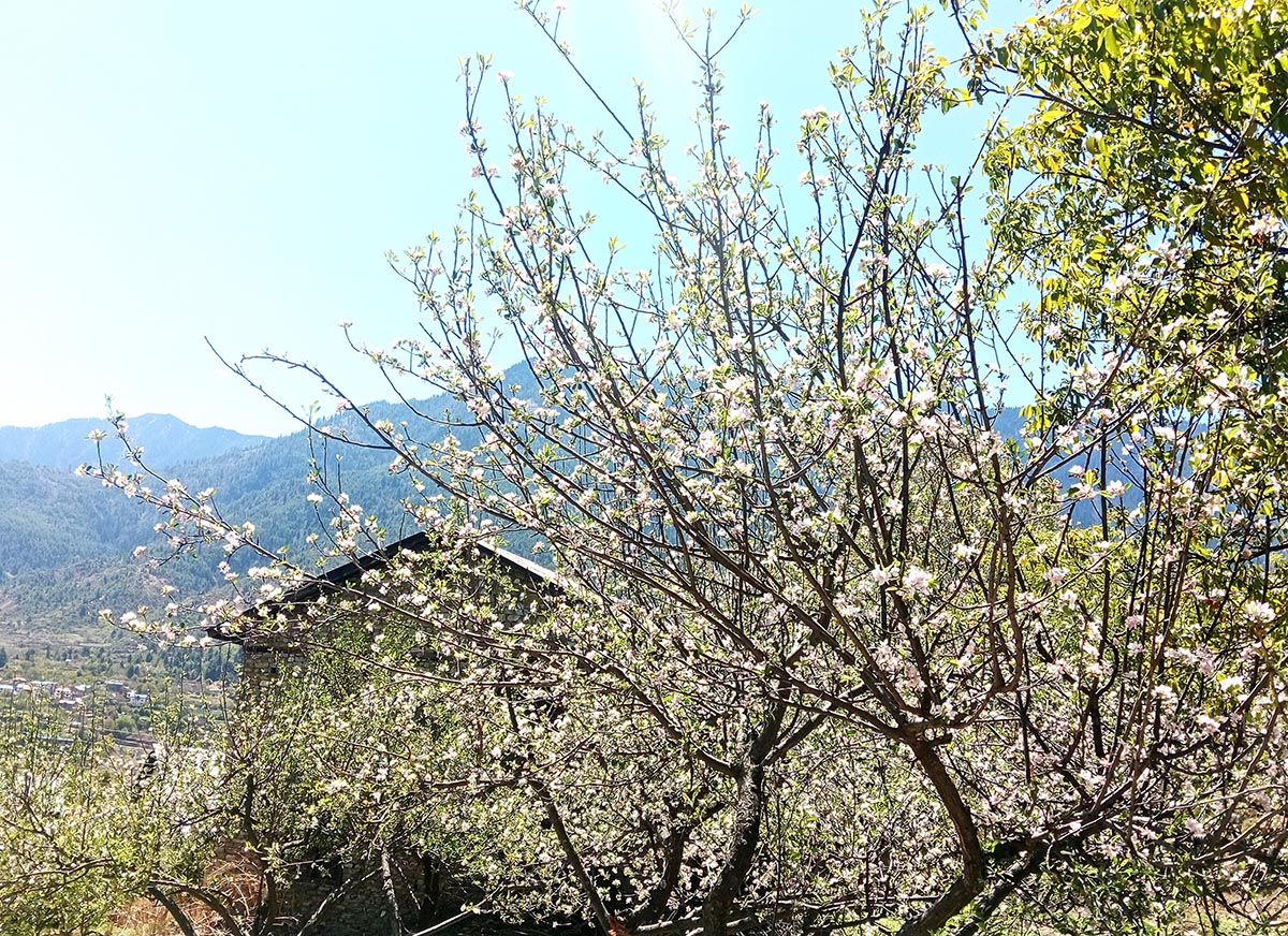 स्याउका बोट फुलेर सेताम्मे