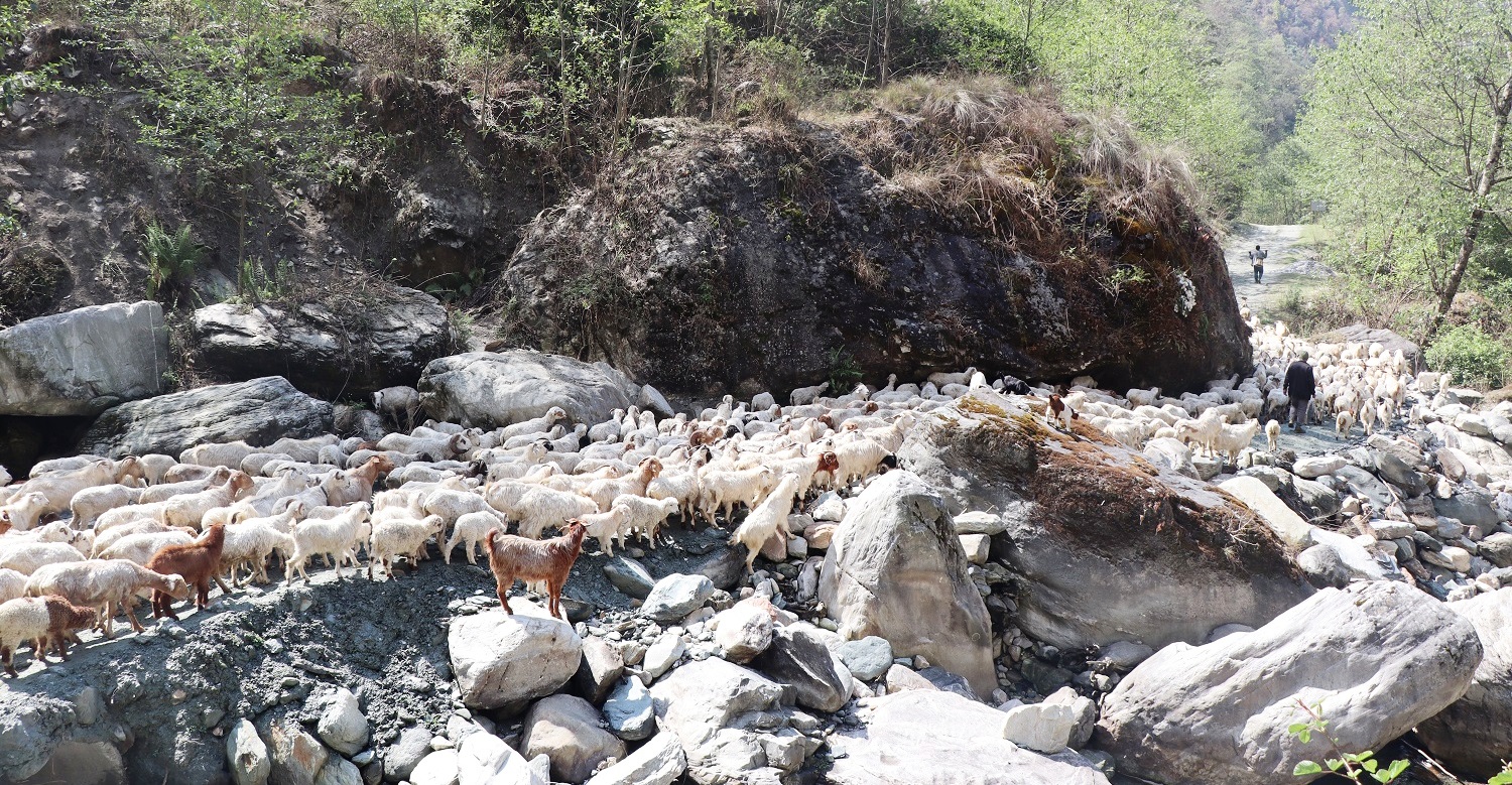 गर्मी बढ्न थालेपछि बेँसीका पशुगोठ अब लेकतिर