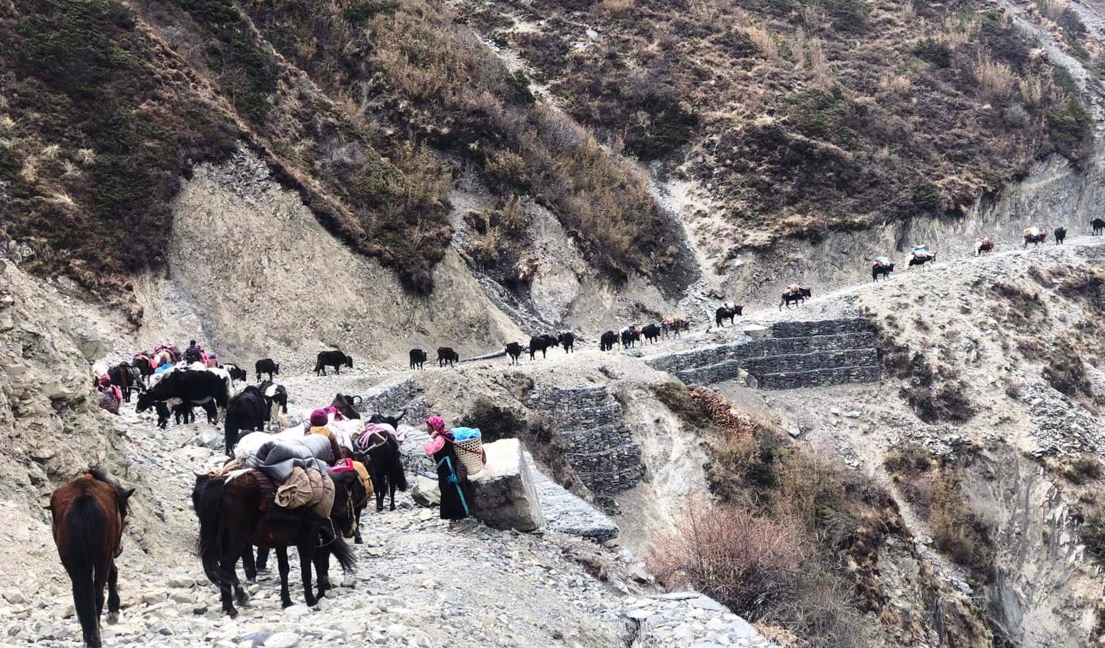 यार्सागुम्बा खोज्न लेकतिर