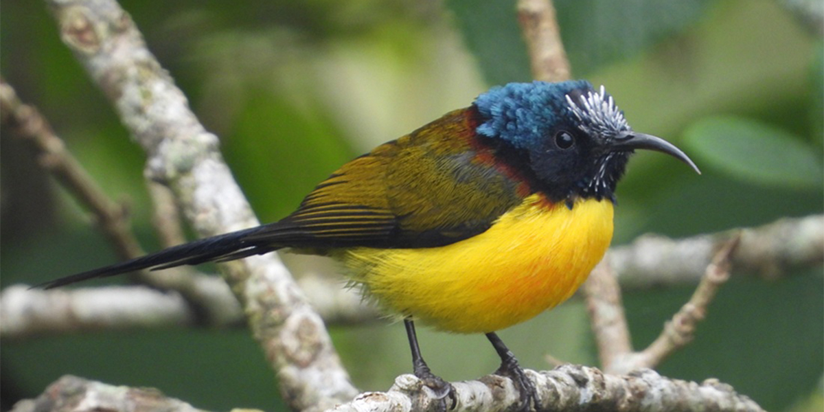 गुल्मी फेला पर्‍यो नयाँ प्रजातिको चरा, चरा प्रजातिको संख्या ३५५ पुग्यो