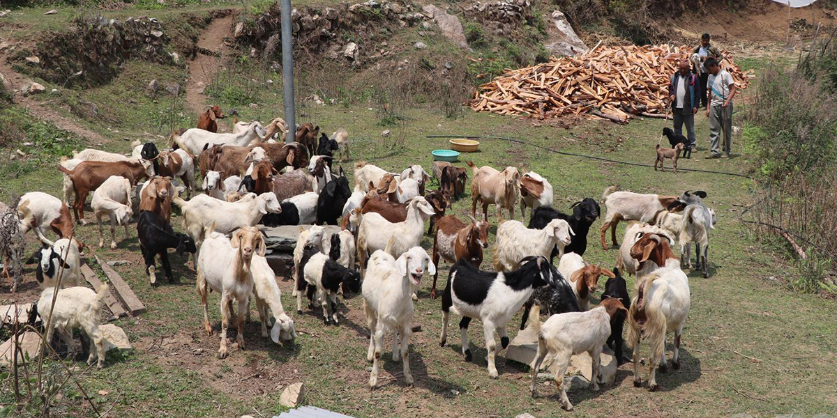 भैँसी पालन छाडेर बाख्रा पालन थालेका गौचन