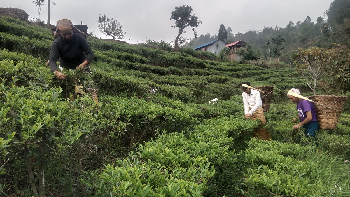 चिया दिवसमा चिया टिपाइ