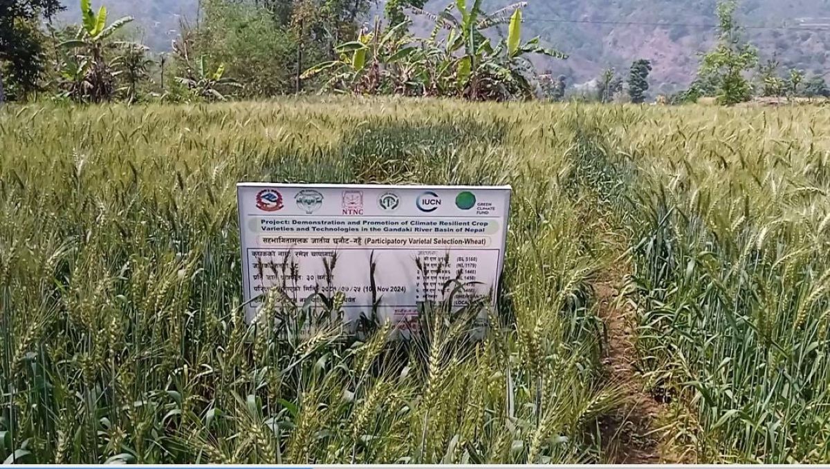 पर्वतमा गहुँबालीको प्रजनन बिउ उत्पादन गरिँदै