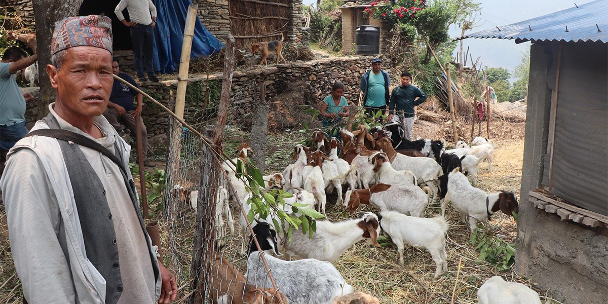 कुलबहादुर पुन : जसले वर्षमै बेच्छन् १५ देखि २० वटासम्म बाख्रा