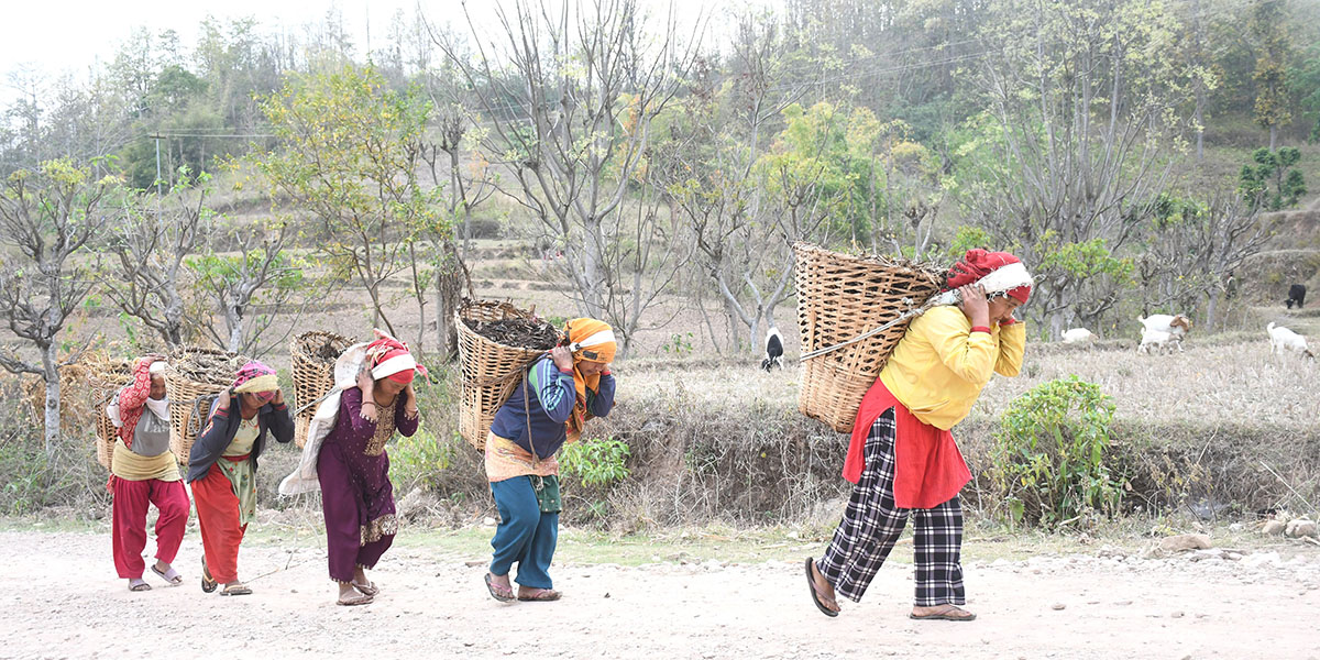 गोठेमल बारीतर्फ लैजाँदै