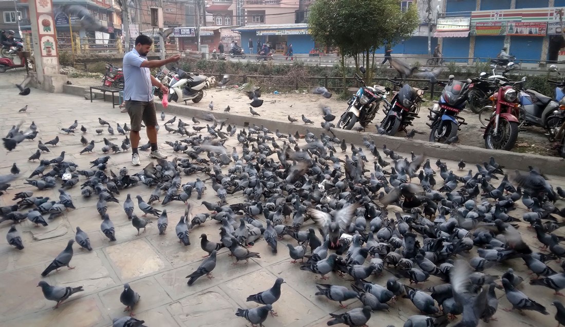 परेवालाई चारो